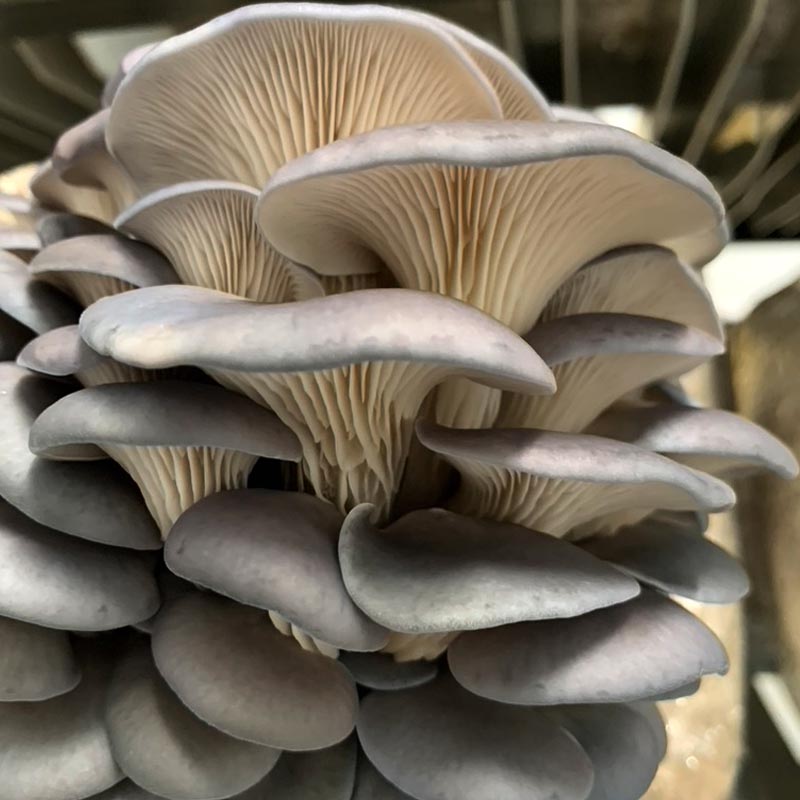 Fresh oyster mushrooms supplied by MK Supplier